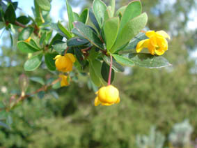 Berberis buxifolia 'nana'
